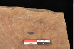 Foto (Detailsansicht) von Quercus palaeoilex Ettingshausen (NHMW-GEO-2024-0188-0896)